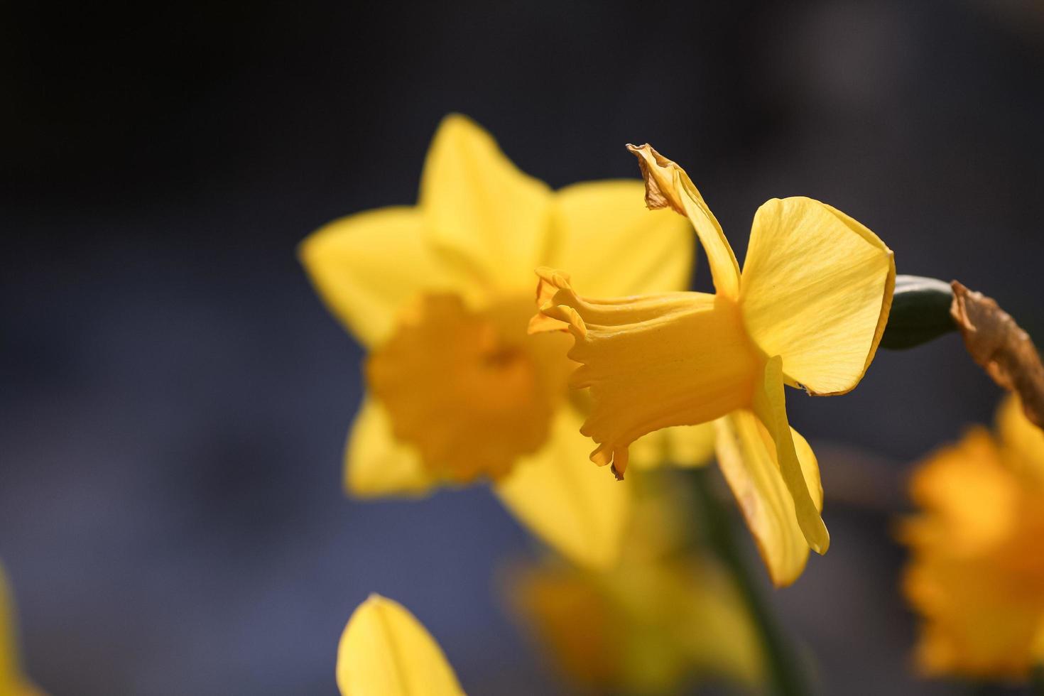 Yellow daffodils in spring photo