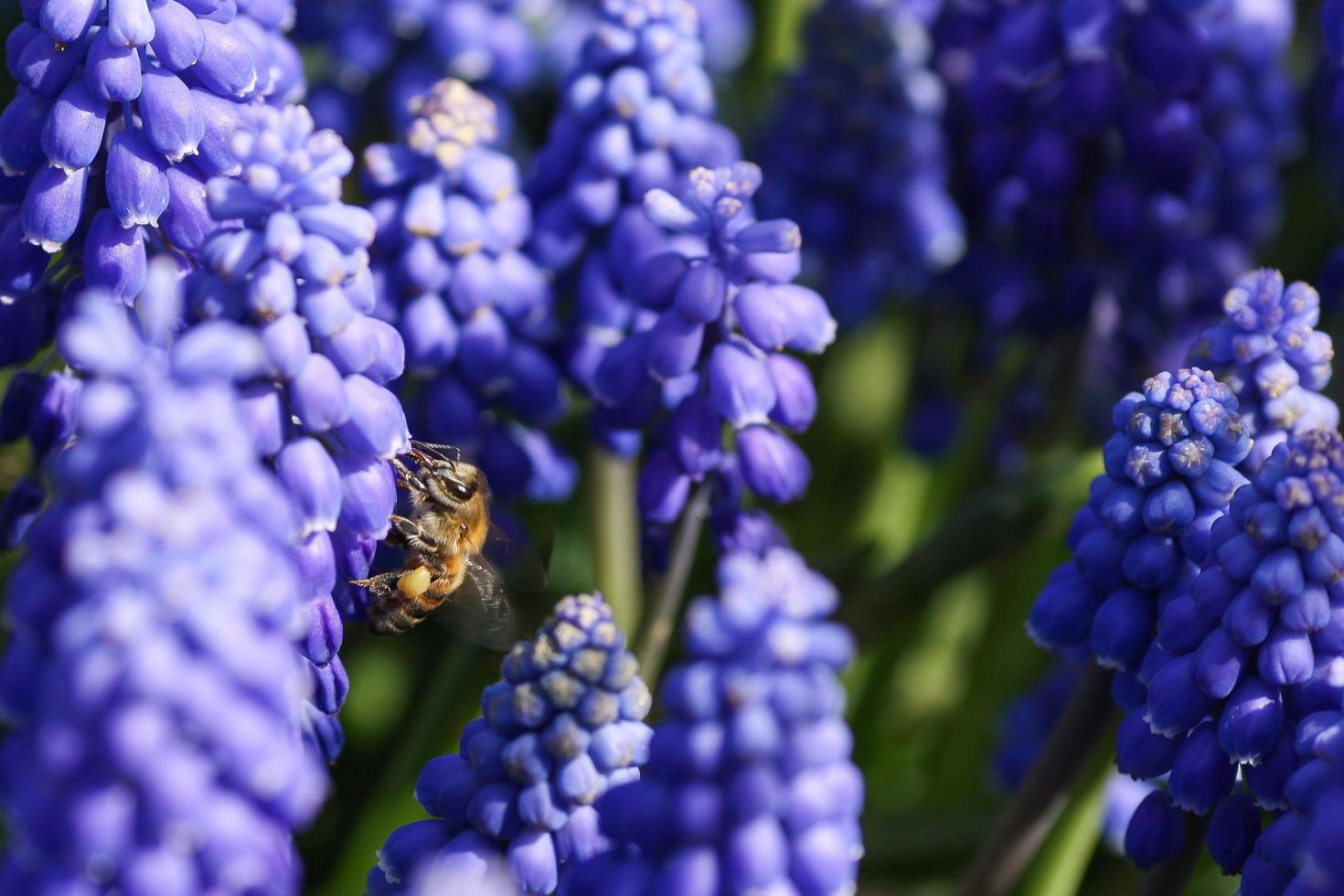 Close up of blue grape hyacinth photo