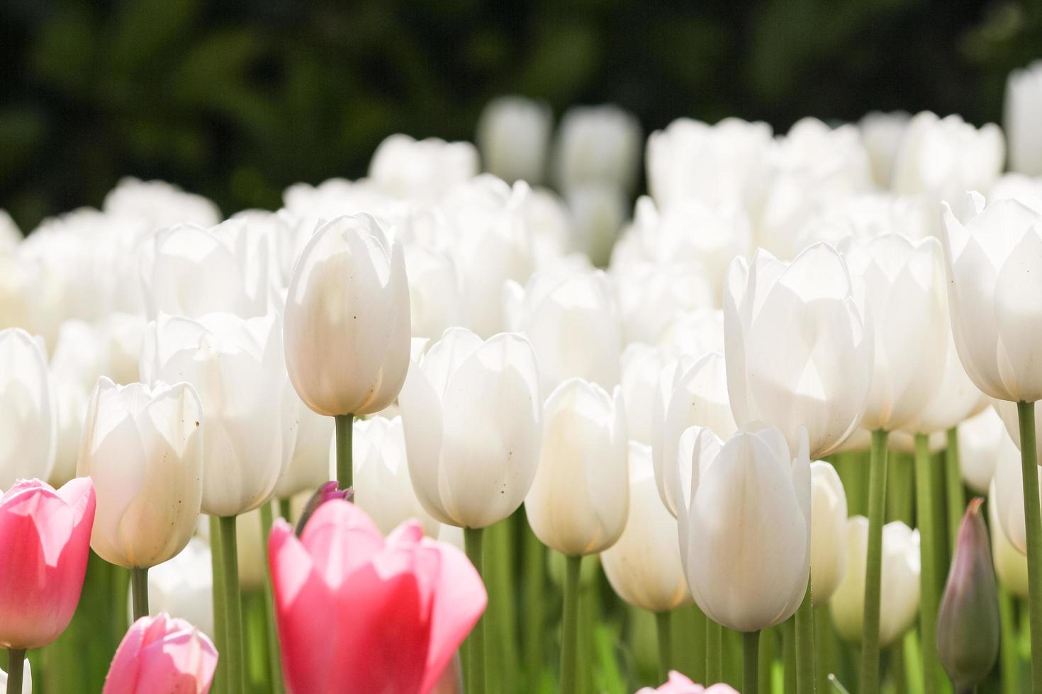 White tulips in the garden photo