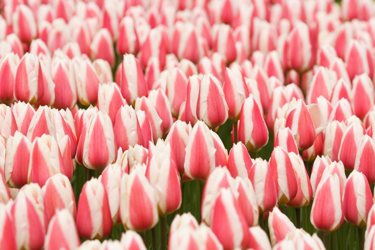Pink striped tulips in the garden photo
