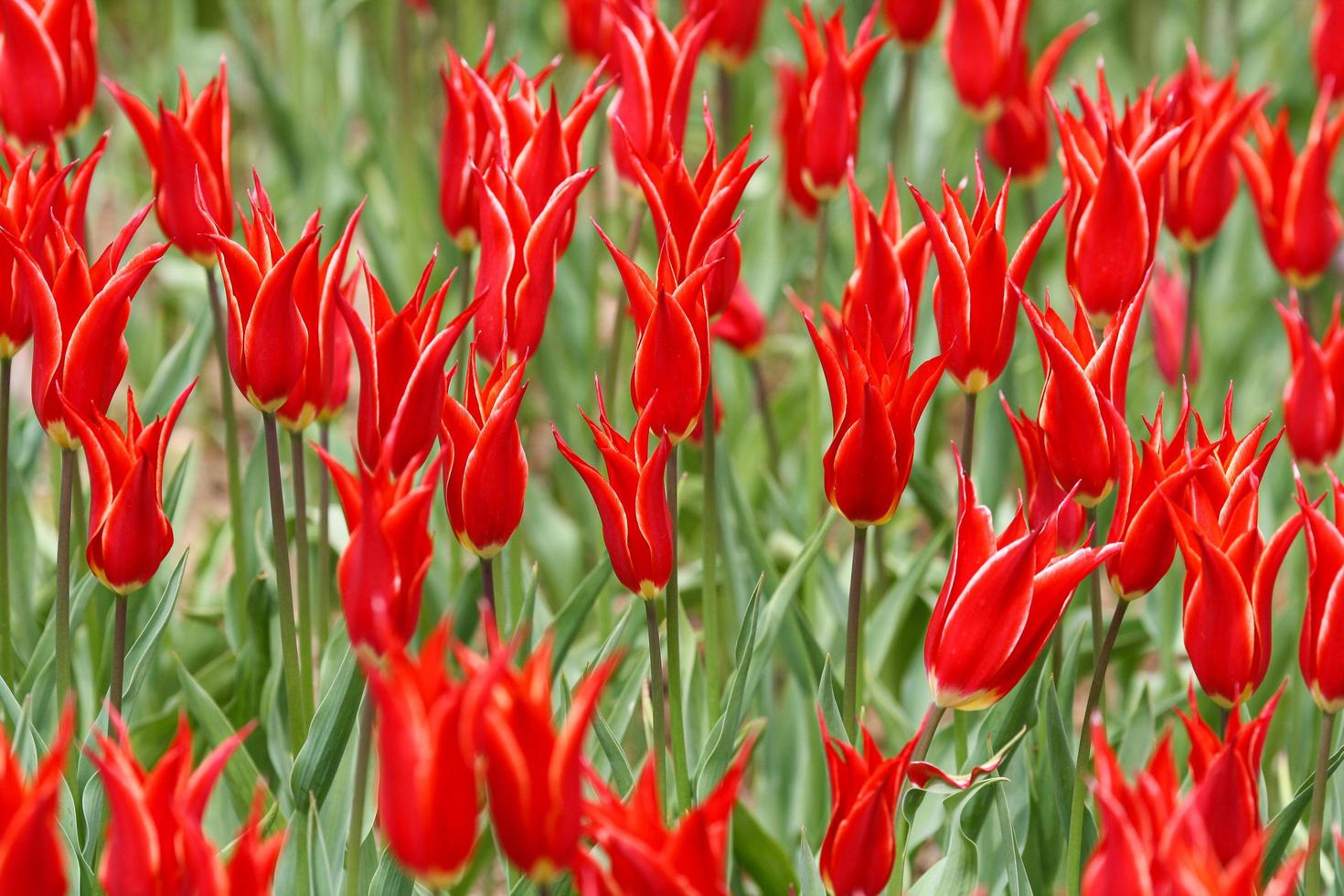 Red tulips field close up photo