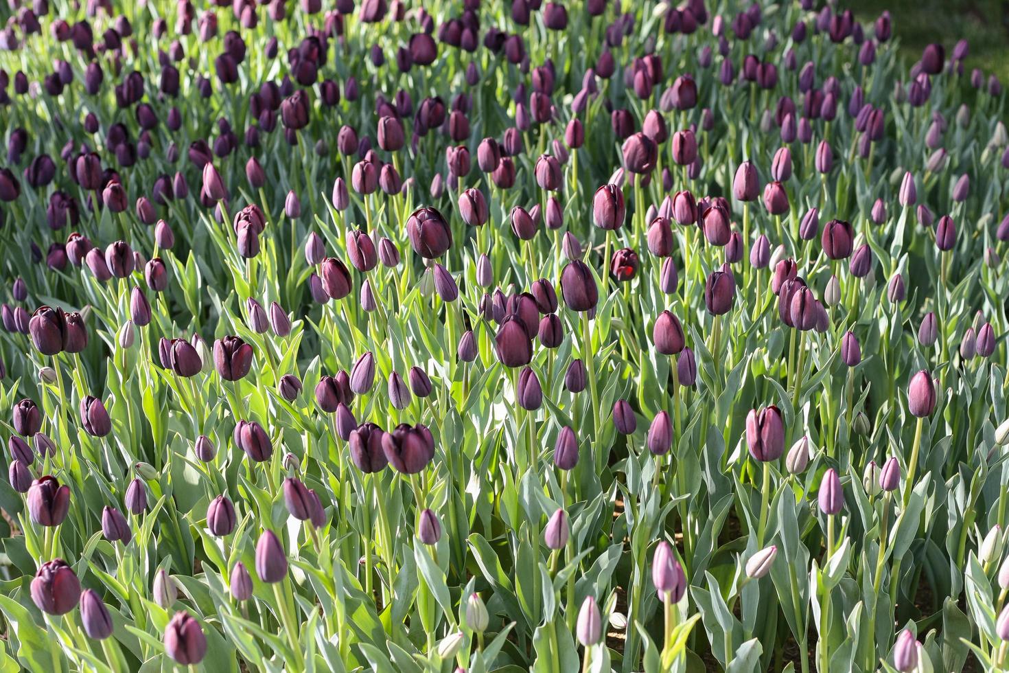 Field of purple tulips photo