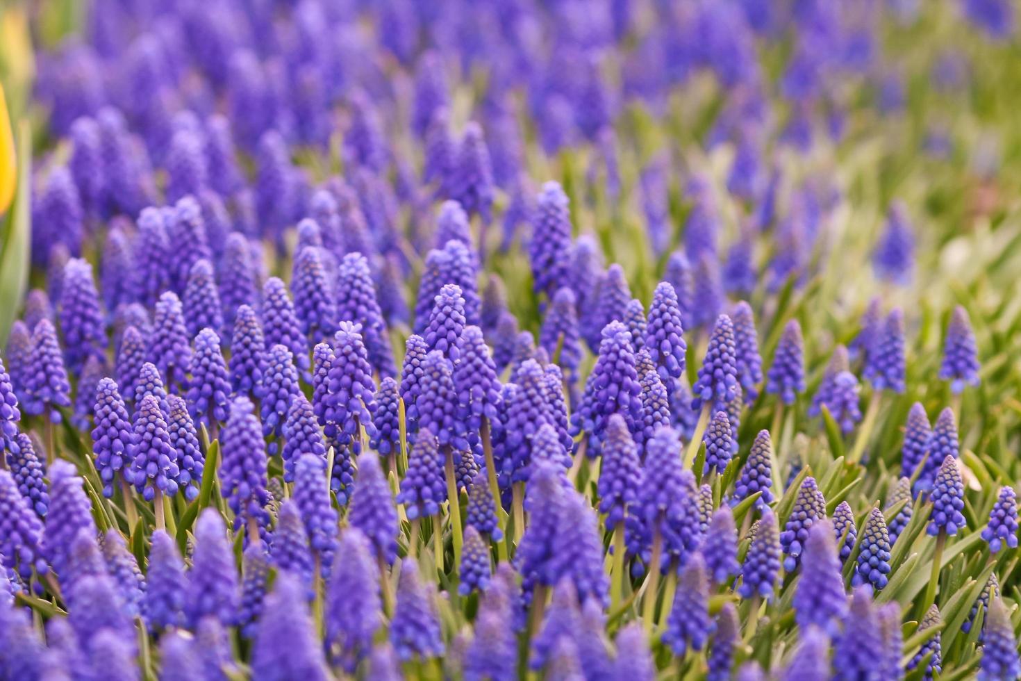 Field of blue grape hyacinth photo