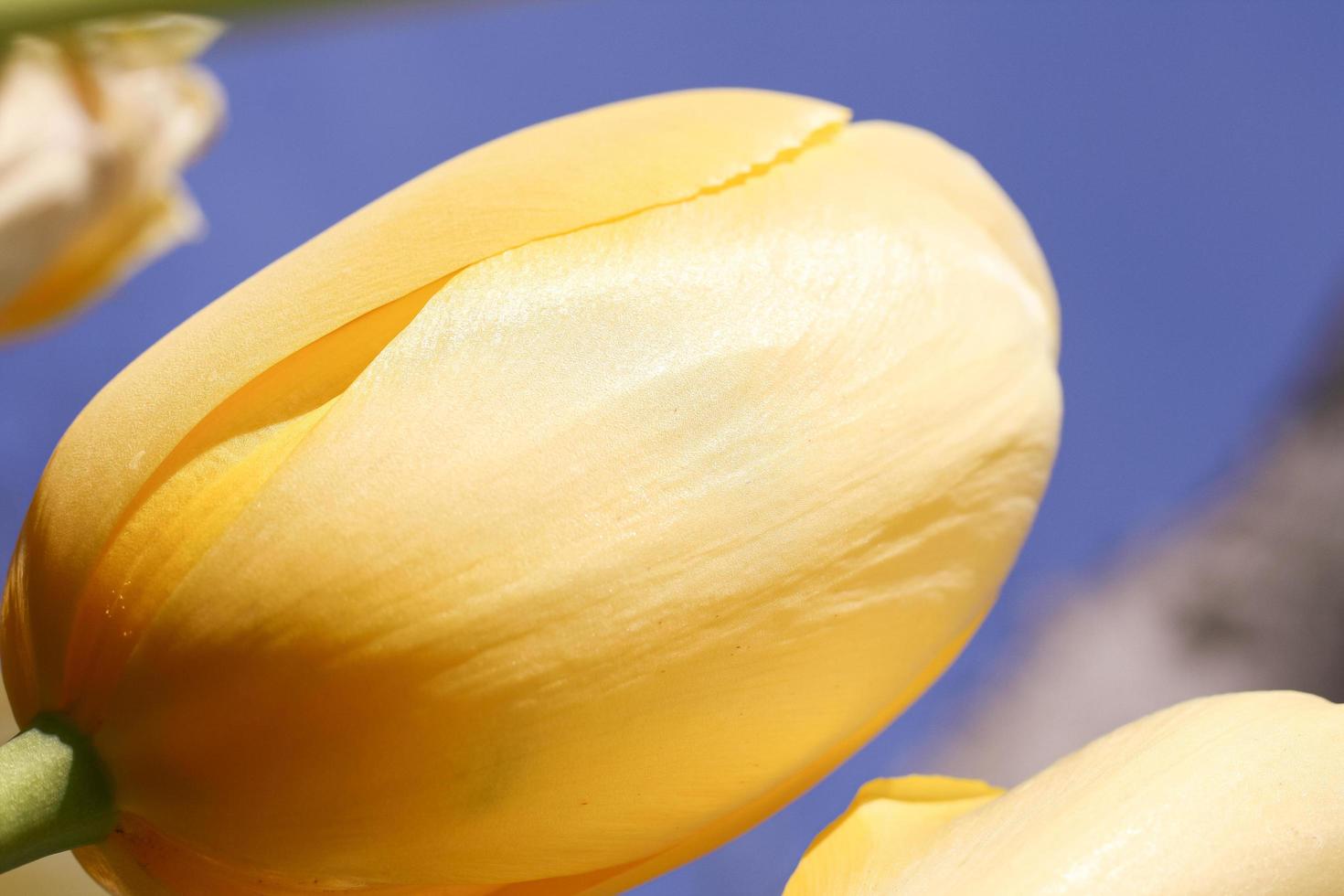 Yellow tulips on a blue sky background photo