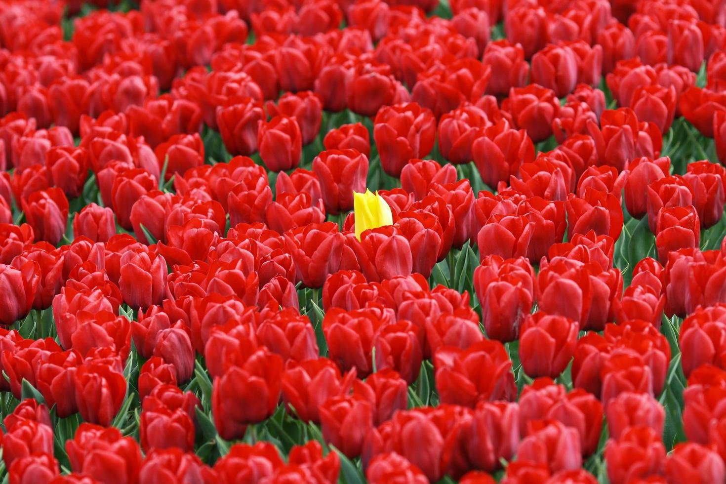 Red tulips field with only one yellow tulip in the middle photo