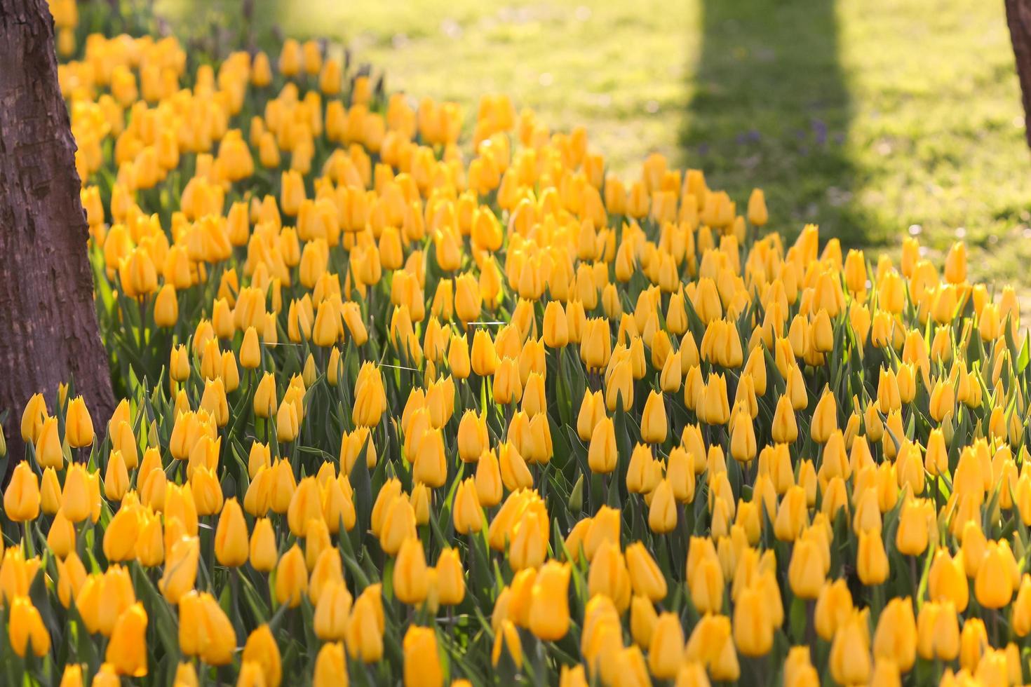 Field of yellow tulips photo