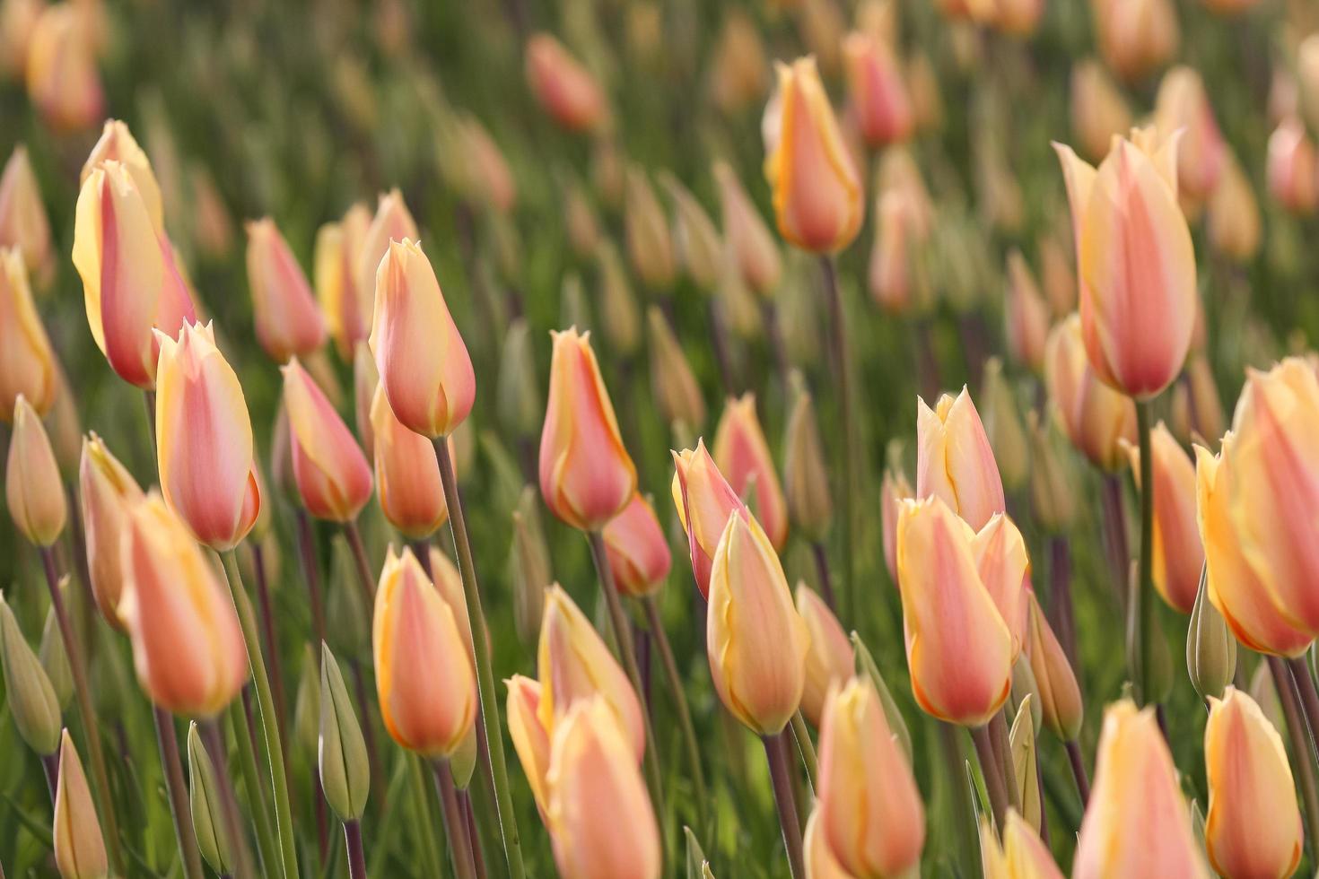 Field of orange tulips photo