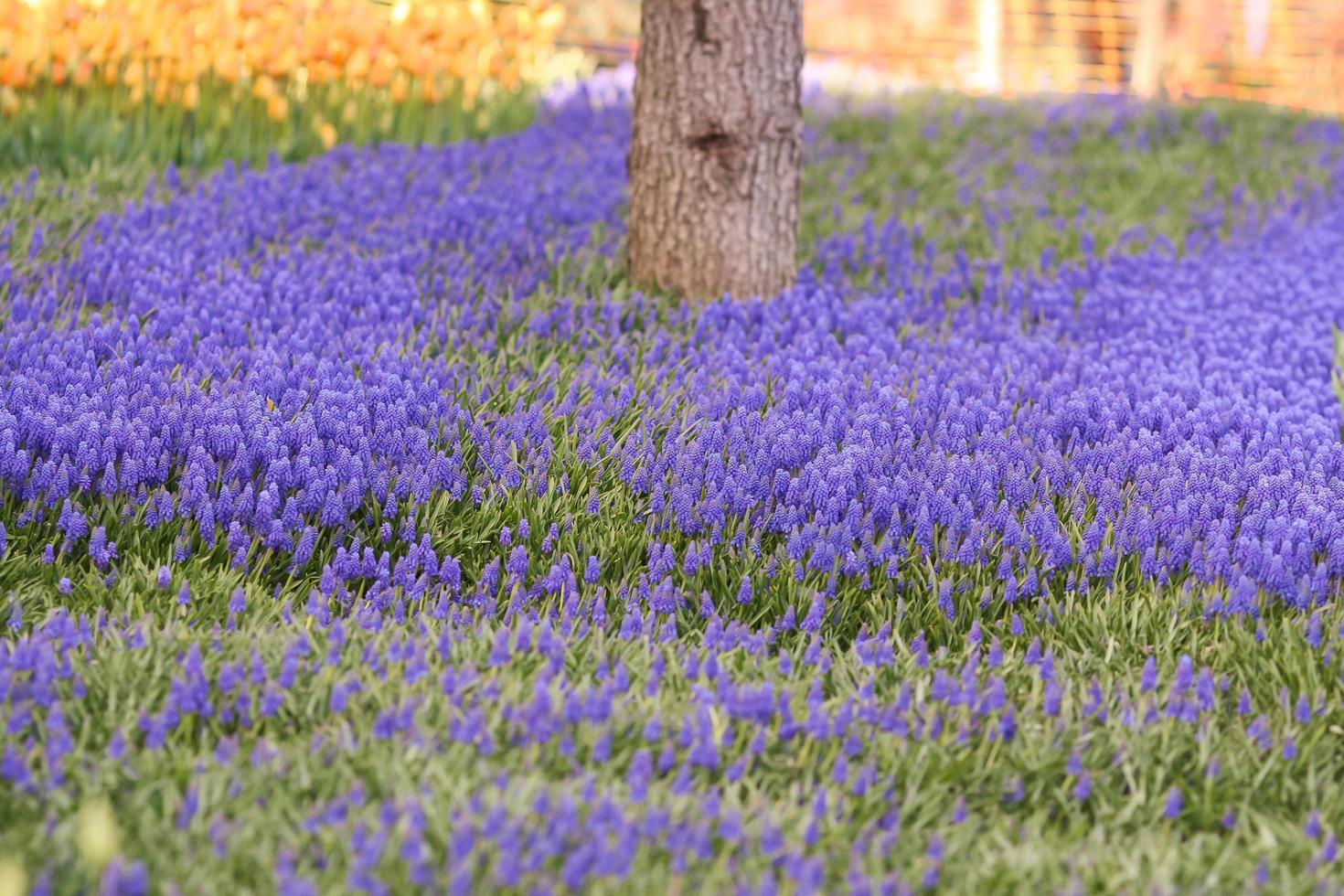 Field of blue grape hyacinth and the tree in the middle photo