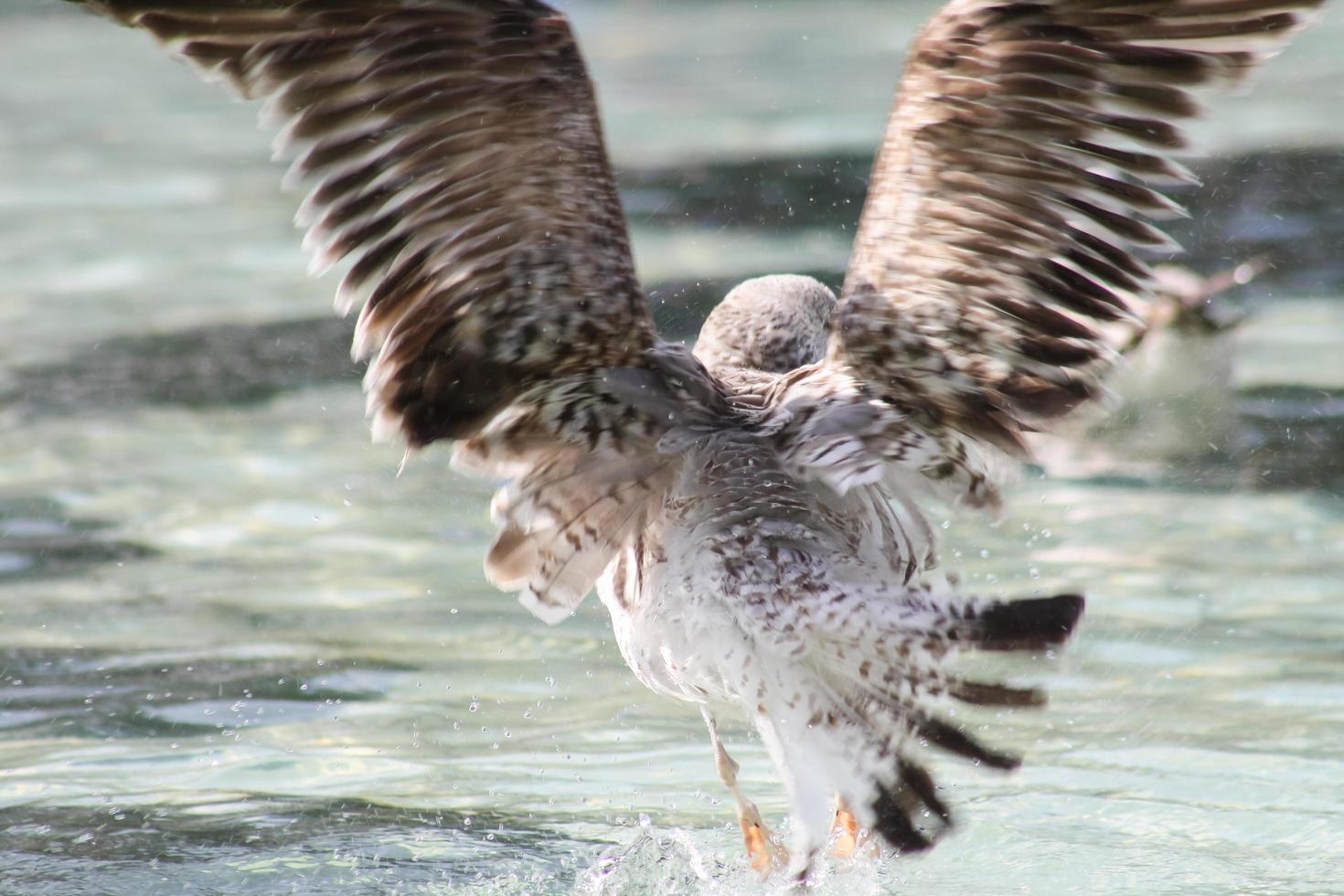 Seagull in flight on the water photo