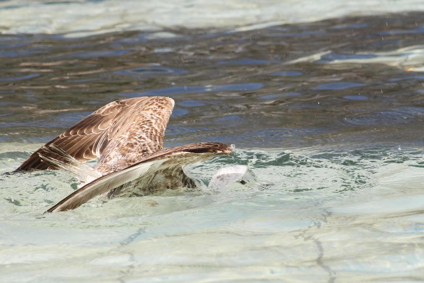 Seagull in flight on the water photo