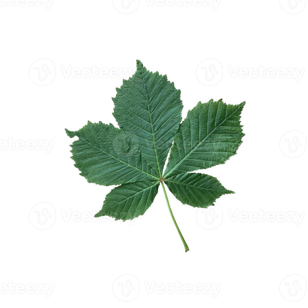 Bright green chestnut tree leaf, isolated object, cutout element on white background, seasonal spring or summer colorful mood, soft focus and clipping path photo