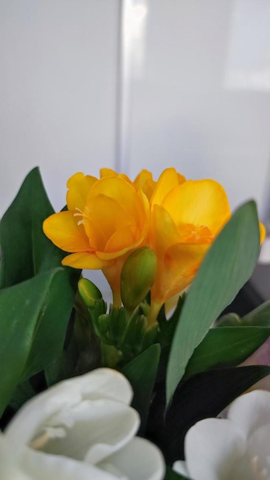 Bouquet of Freesia Flowers in a glass pot against a green backdrop. photo