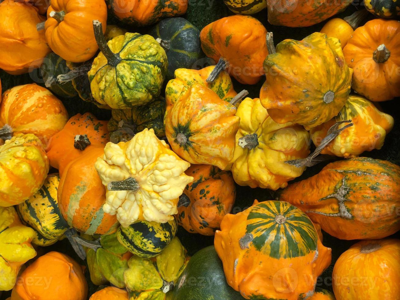 assortment of ornamental pumpkins photo