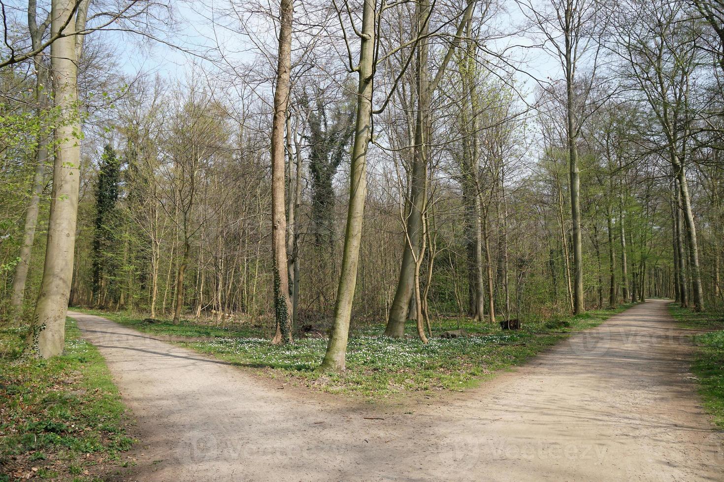 fork in a forest path photo