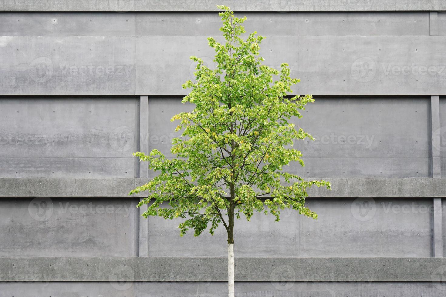 tree in front of concrete building photo