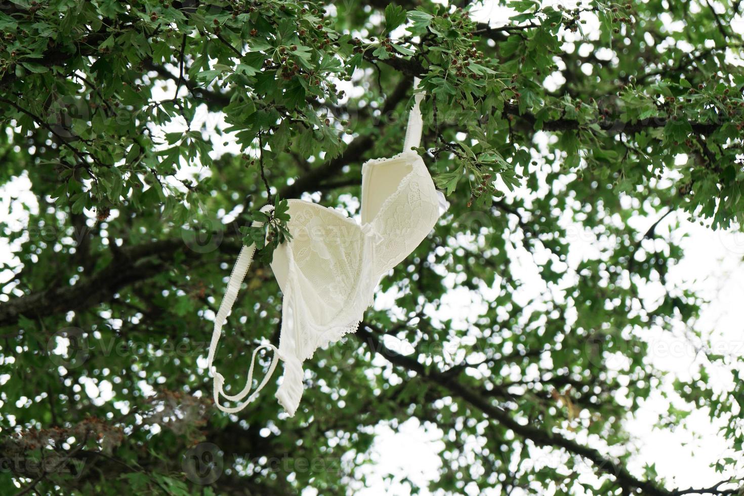 bra hanging from tree branch photo