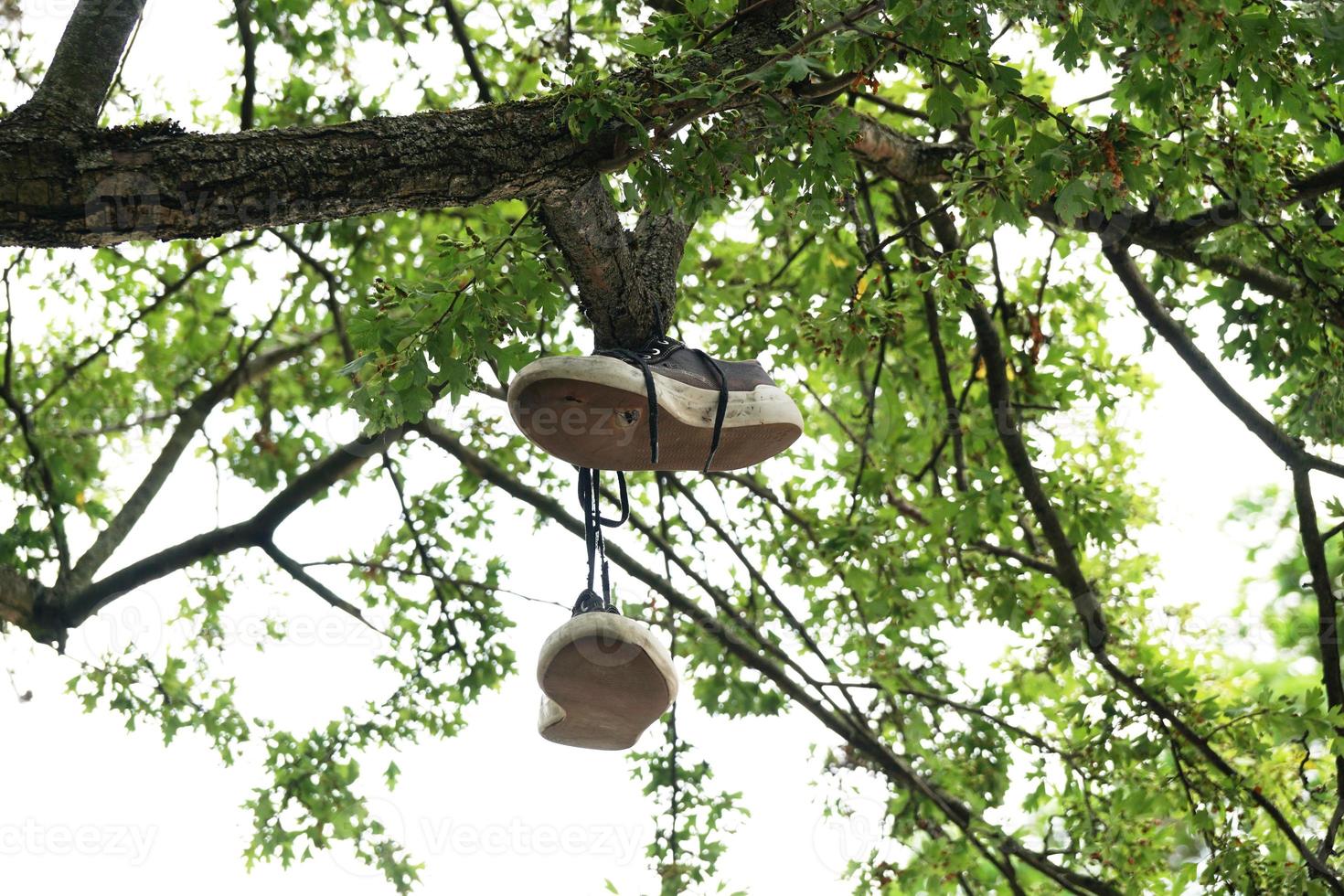 canvas shoes hanging from tree branch photo