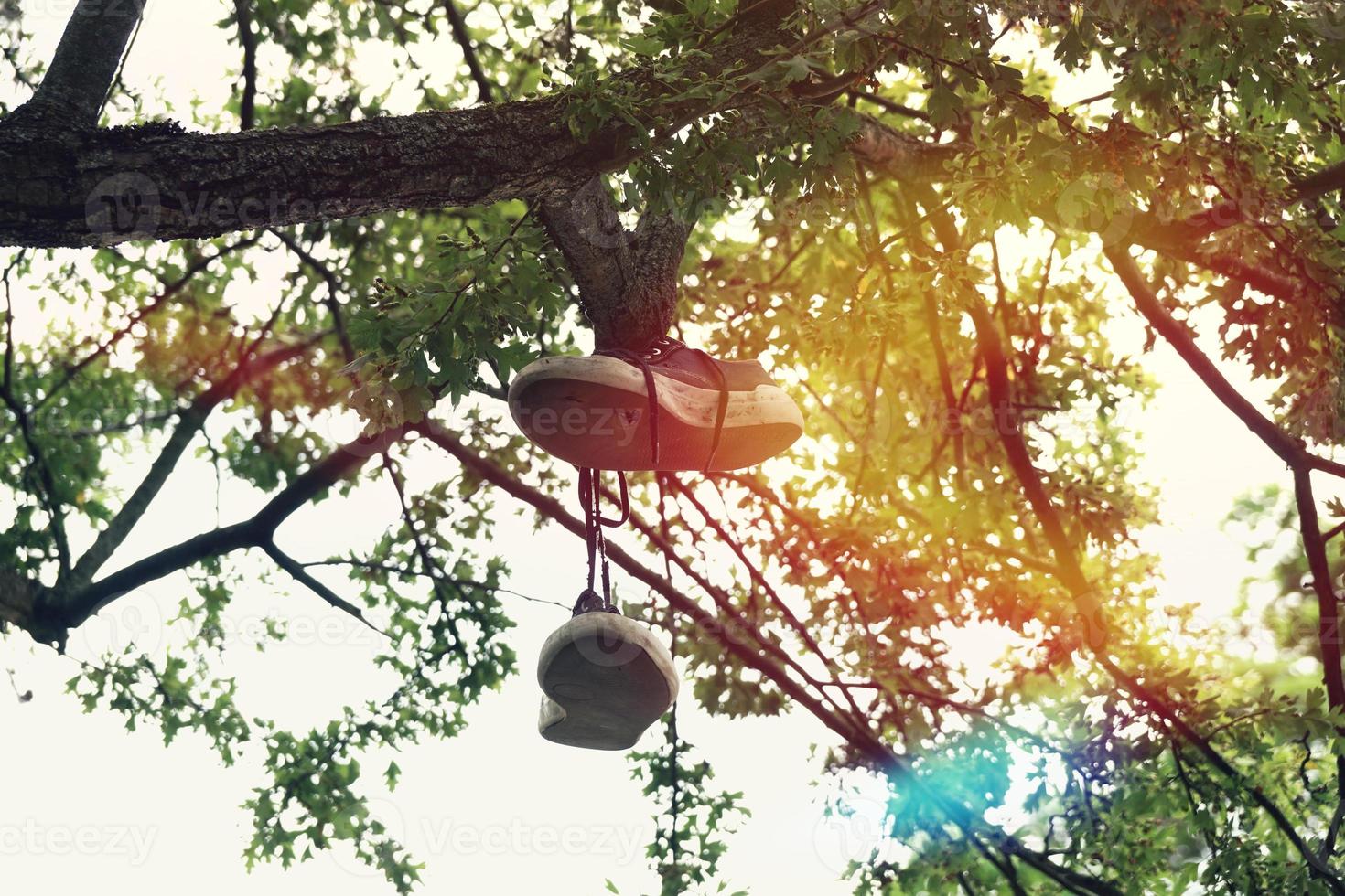 canvas shoes hanging from tree branch with sun flare photo