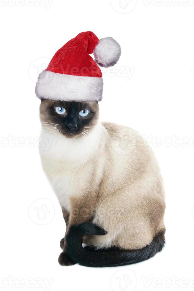 siamese cat wearing santa hat for christmas photo