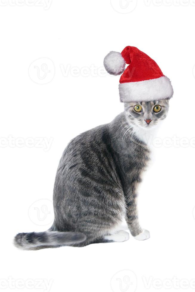 tabby cat wearing santa hat for christmas photo