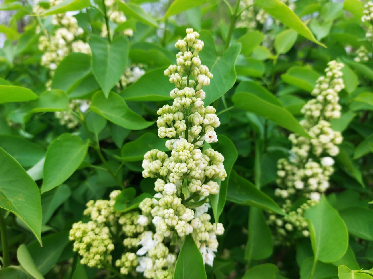 almost blooming white lilac photo