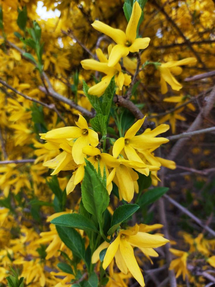 yellow flowers of forsythia photo