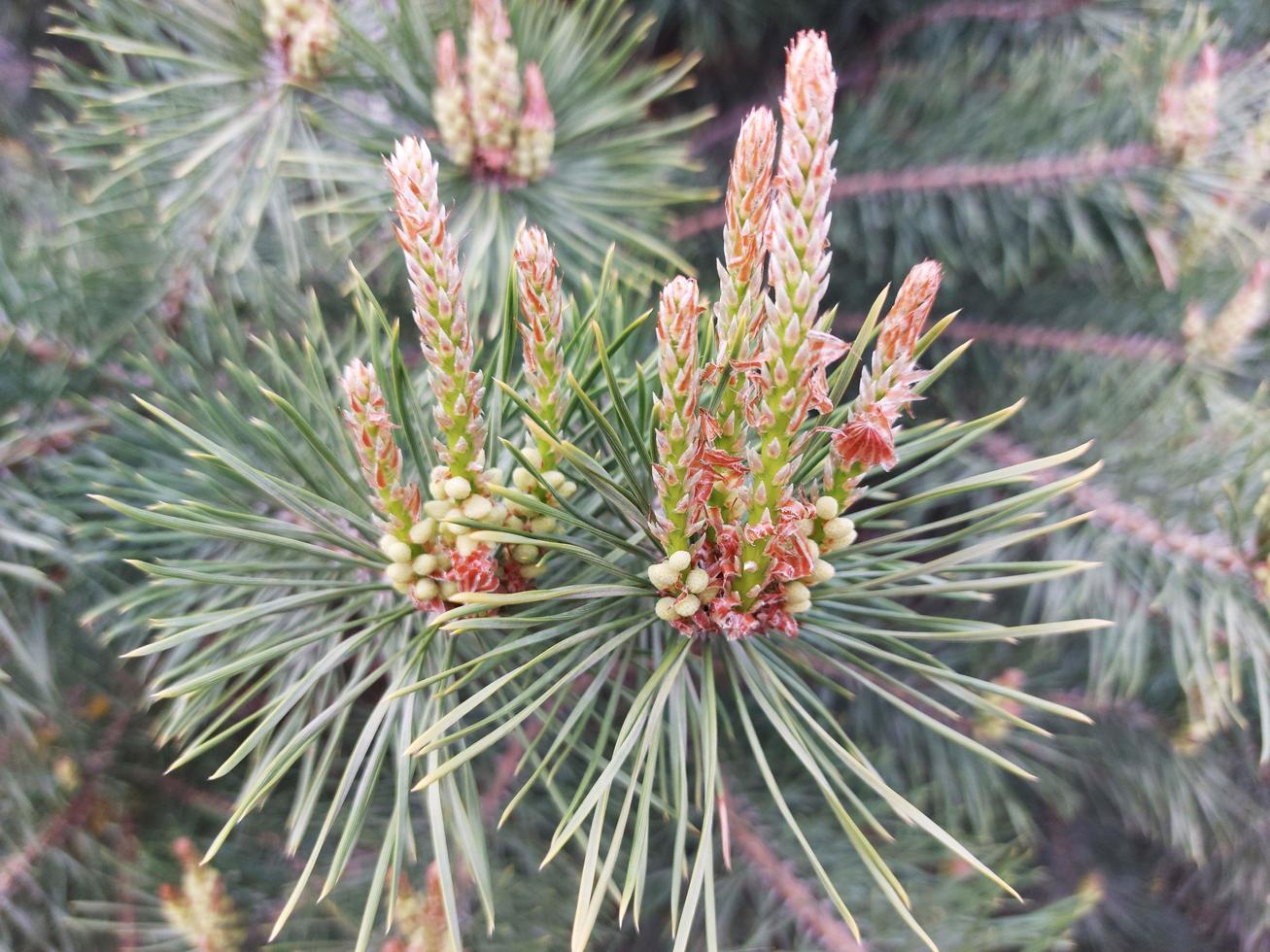 new spring shoots from budding pines photo