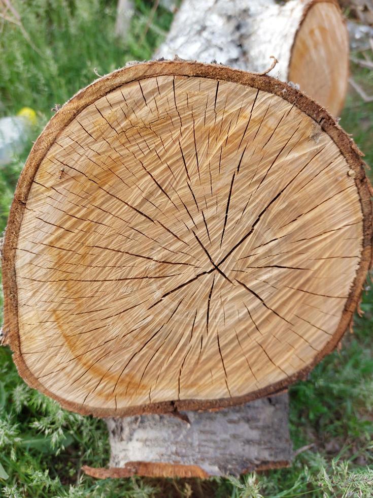 cut down the birches photo