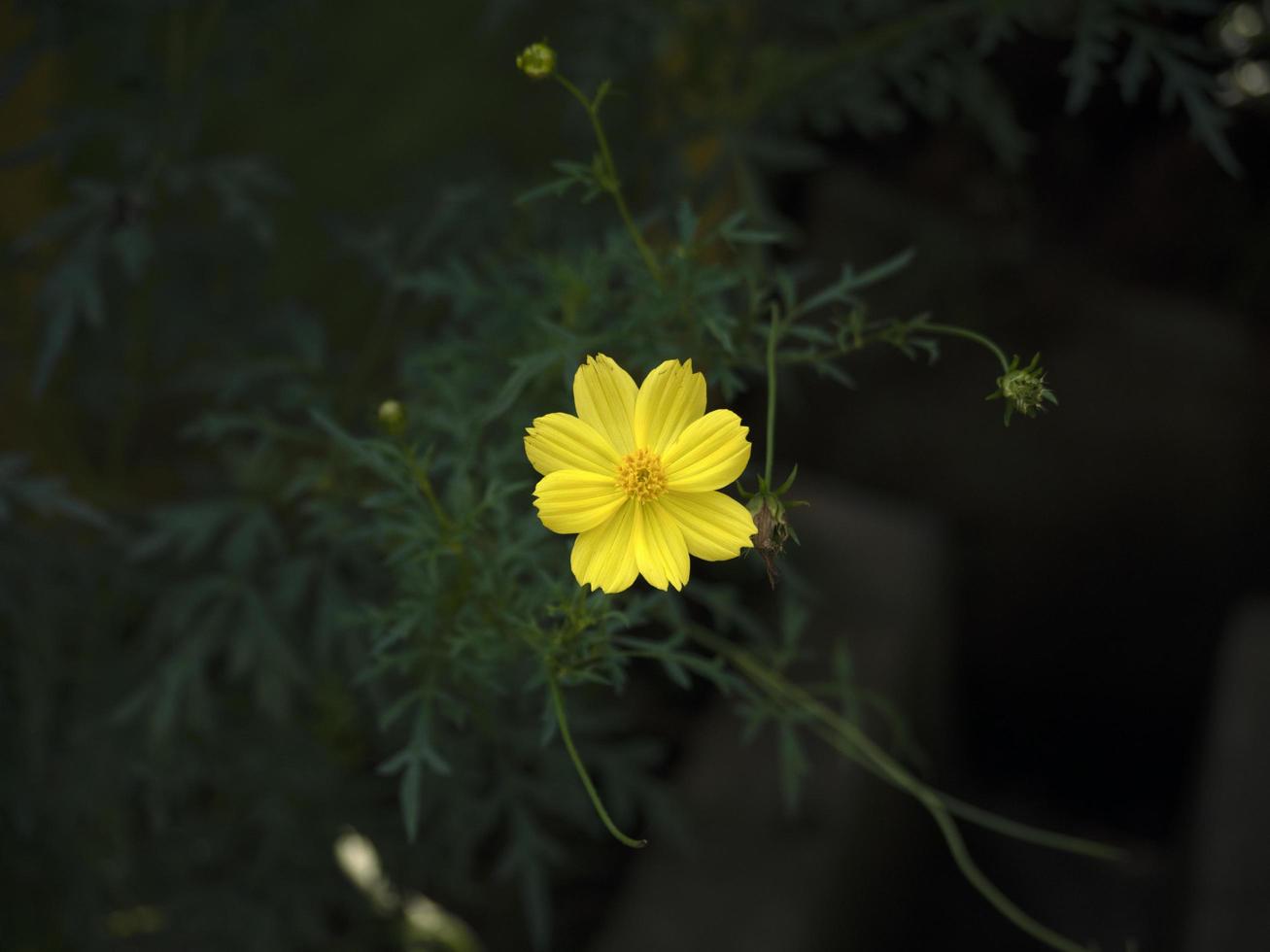 cosmos sulfureus es una especie de planta floreciente de la familia de las asteráceas del girasol foto