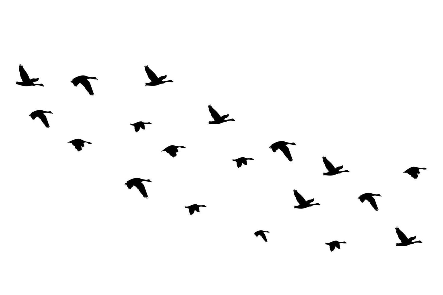 siluetas de aves voladoras aisladas sobre fondo blanco vector