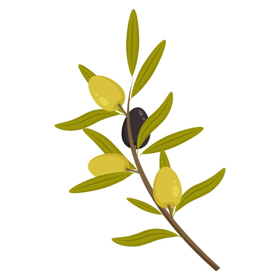 Vector olive branch with leaves, green and black fruits isolated on a white background. Botanical illustration for label cosmetics, kitchen and medical production.