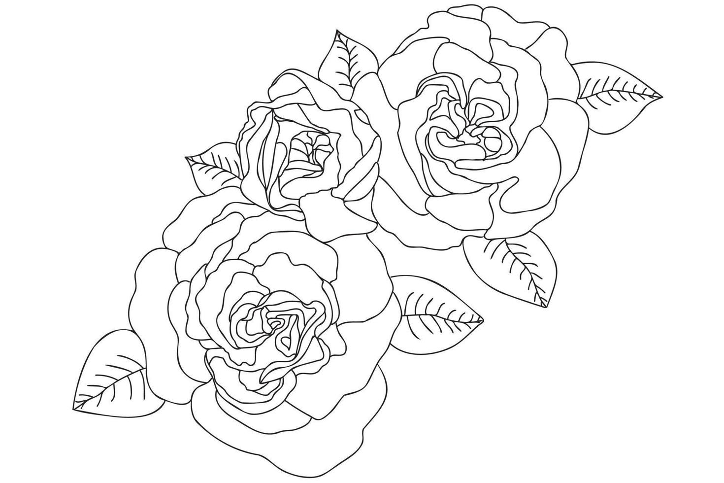 Vector line art roses vector illustration. Outline roses with leaves hand drawing, with black thin contour isolated on white background.