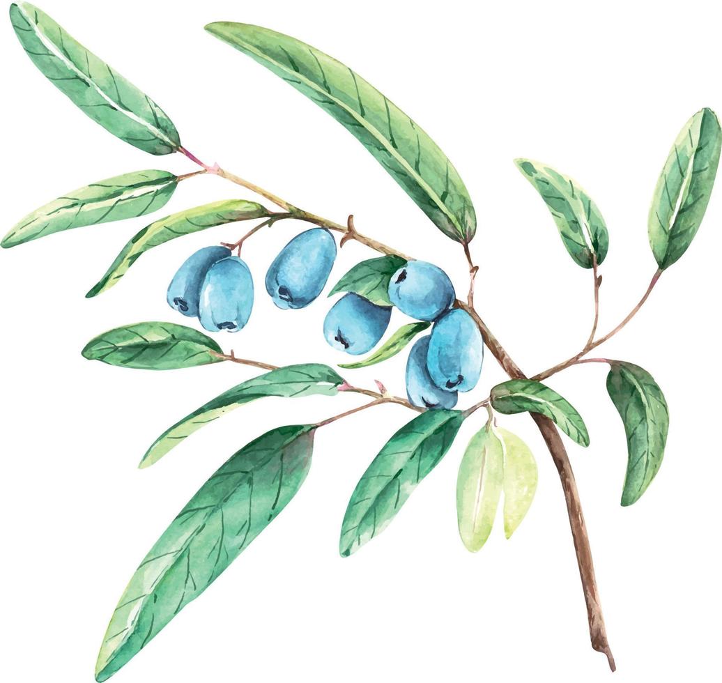 Plant branch with blue berries, watercolor illustration. vector