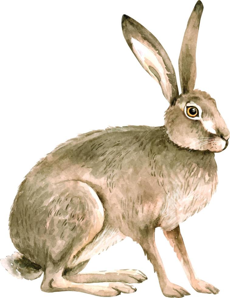 Animal gray hare. watercolor illustration, hand painted. vector