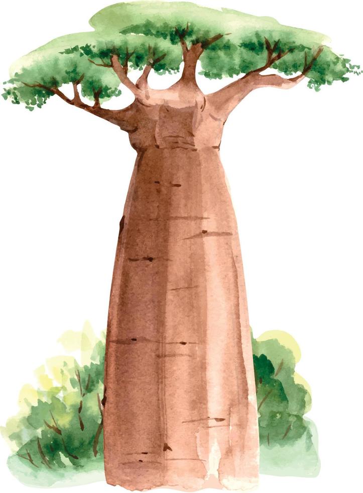 African baobab tree in nature, watercolor close up illustration vector