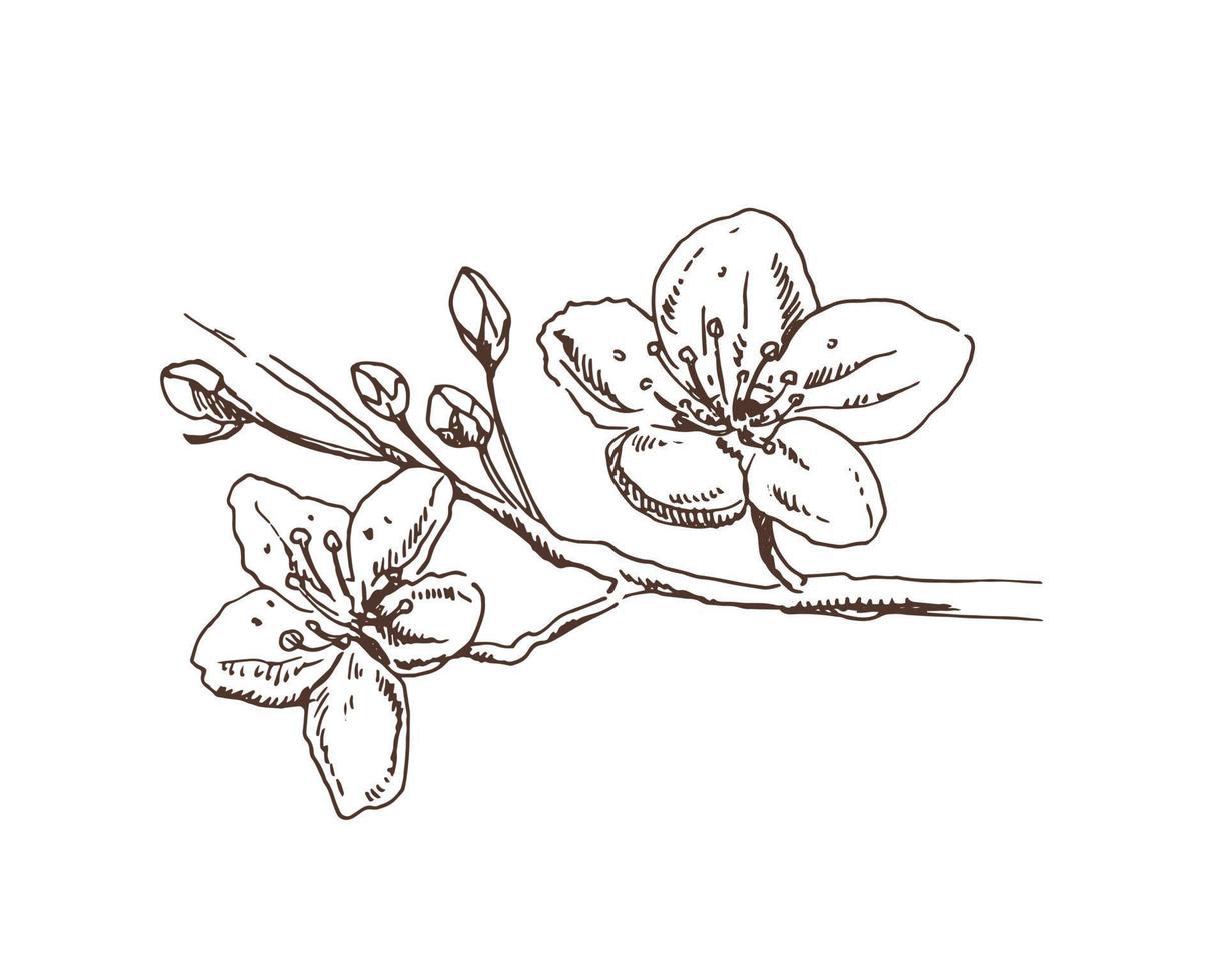 flor de sakura, estilo de tinta de línea dibujada a mano. Lindo doodle ilustración de vector de planta de cerezo, negro aislado sobre fondo blanco. flor floral realista para etiqueta, afiche, impresión, patrón.