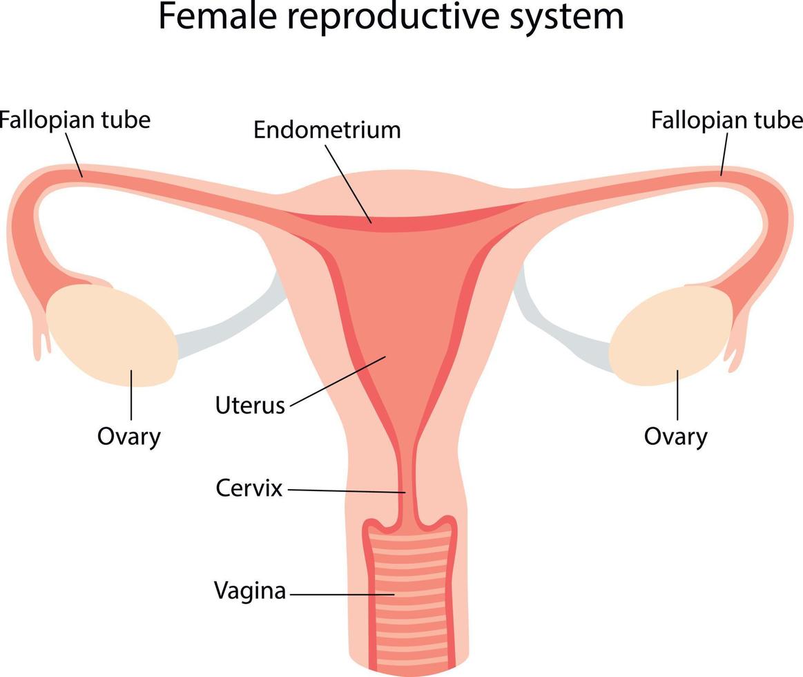 ilustración esquemática del sistema reproductor femenino vector