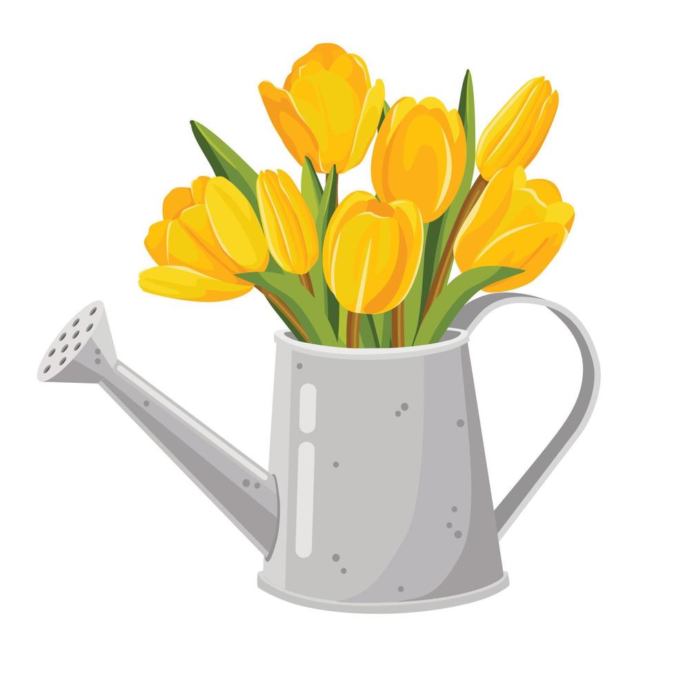 Yellow bright tulips in a watering can. Vector illustration