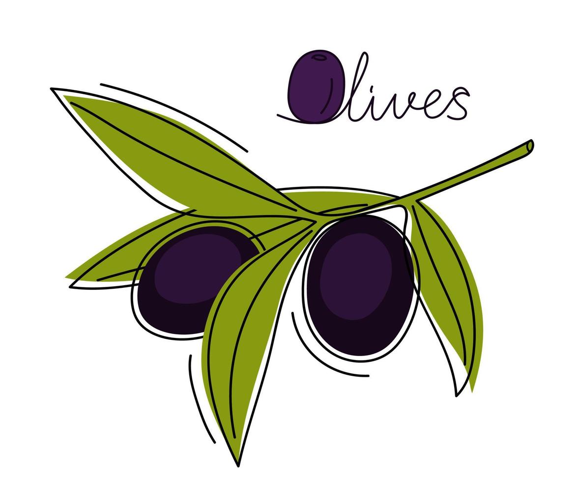 Hand drawn branch with black olives. vector