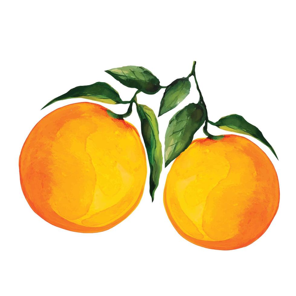 orange fruit fruit with leaves vector illustration