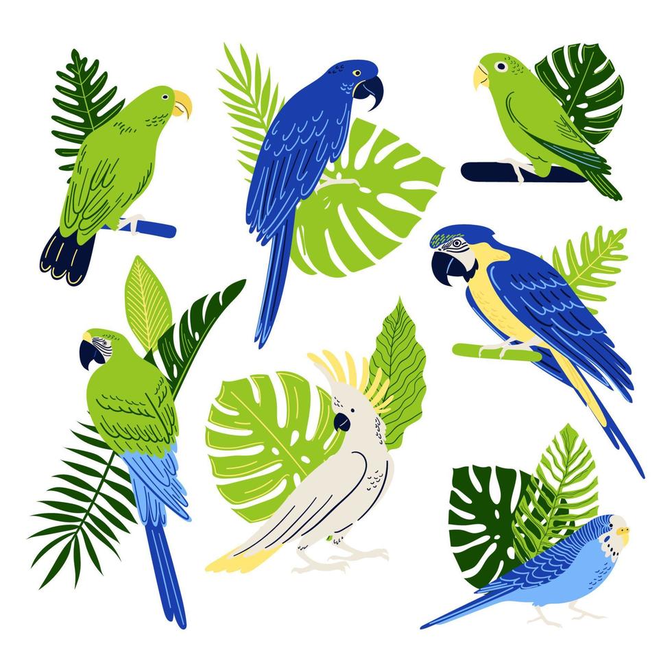 Tropical parrots set. Collection of birds Macaw, Cockatoo, Budgerigar, etc. Vector exotic leaves, monster and fern. Cartoon illustration