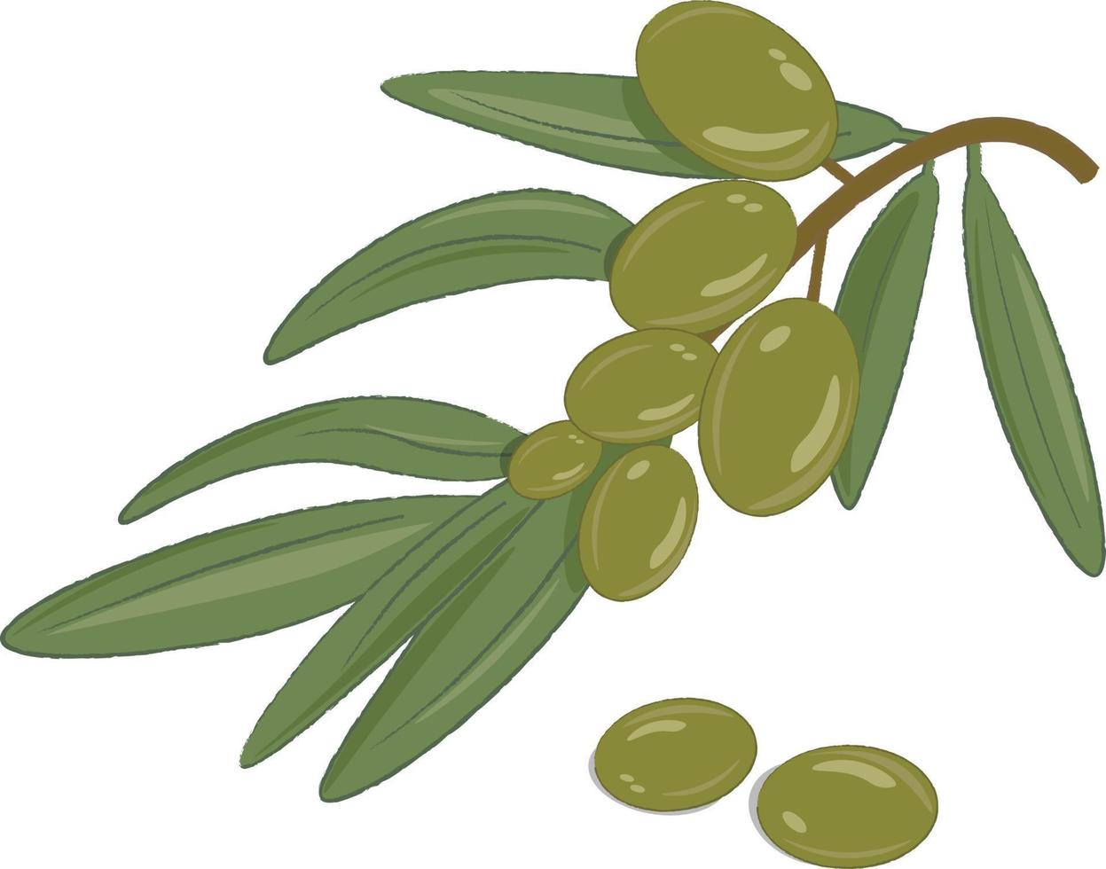 olive branch with leaves vector