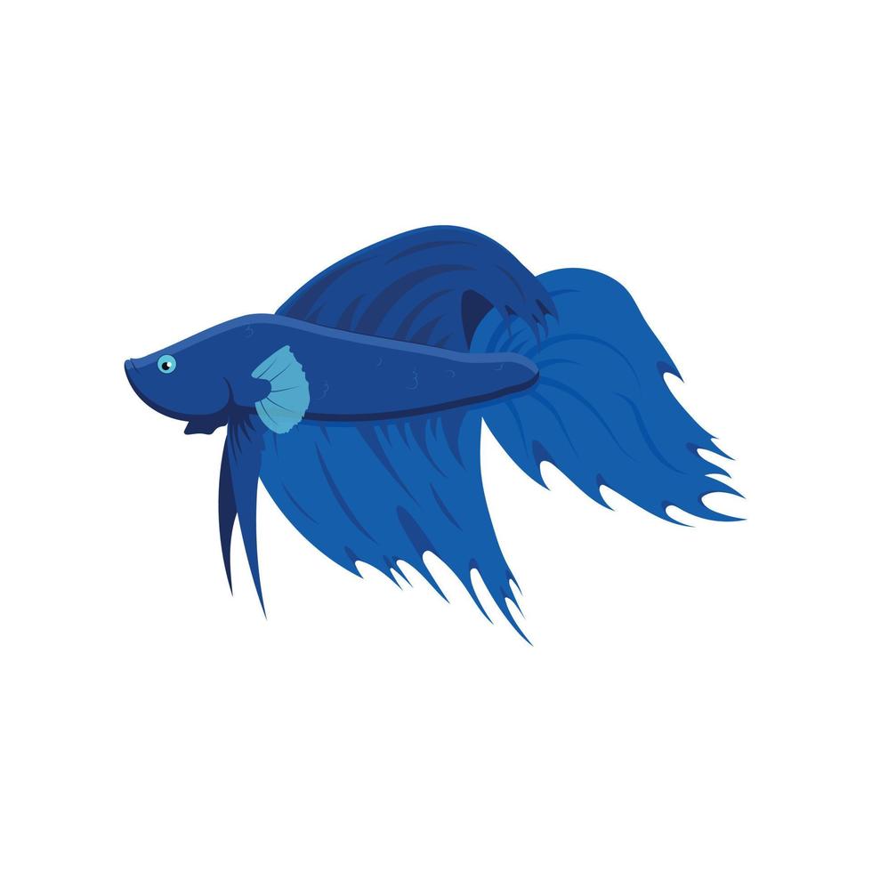 Tropical fish. Color graphic portrait of a fighting fish on a white background. Digital vector graphics.