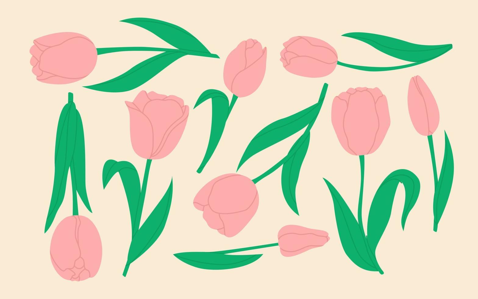 conjunto de tulipanes rosas aislados. flores de campo de primavera-verano, bosque y jardín. ilustración floral para el servicio de entrega de flores, pedido de plantas en línea, floristería, tarjeta de felicitación festiva, afiche, pancarta. vector