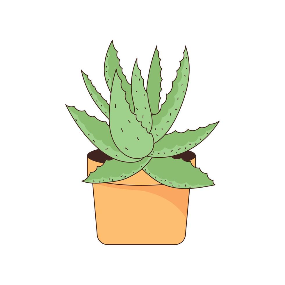 Aloe vera vector illustration on white background