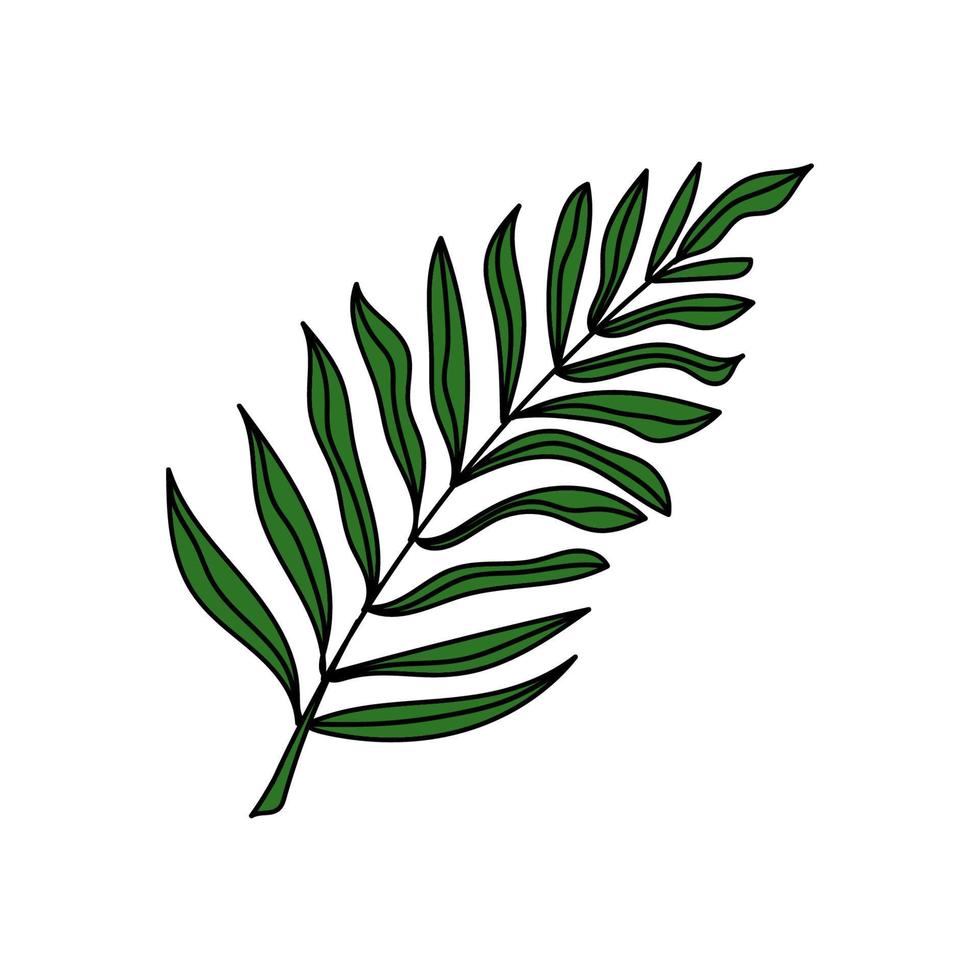 A simple tropical palm leaf icon. A hand-drawn doodle-style element. Palm tree. Tropics, summer. Isolated vector illustration