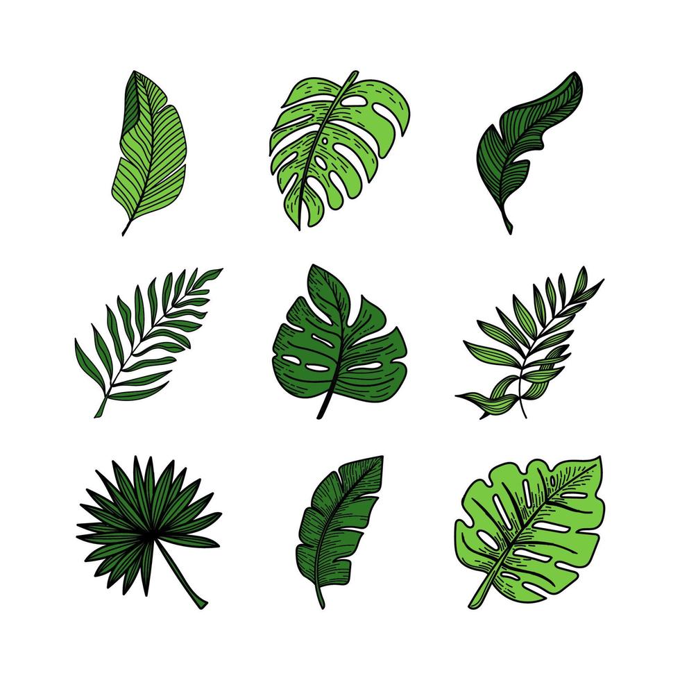 Set of tropical elements tropical monster leaves, banana leaves, etc. Hand-drawn doodle-style elements, bright greens. Tropics. Summer vector