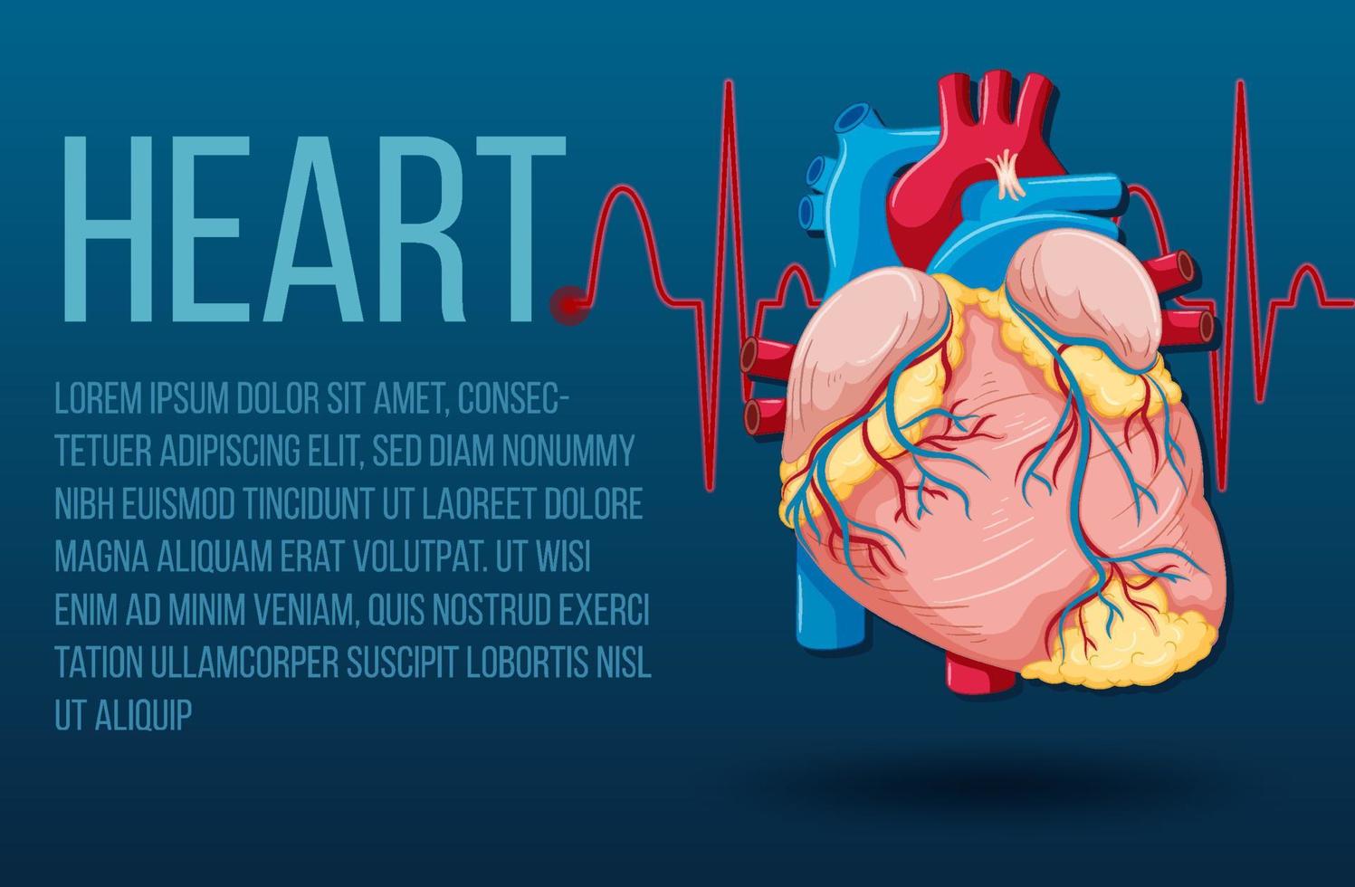 órgano interno humano con corazón vector