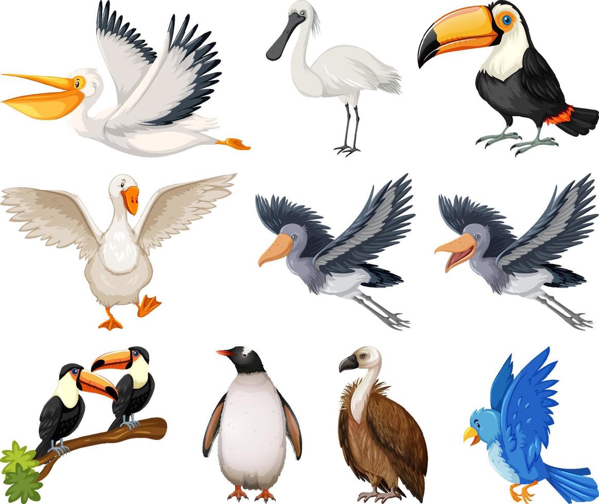 Different kinds of birds collection vector
