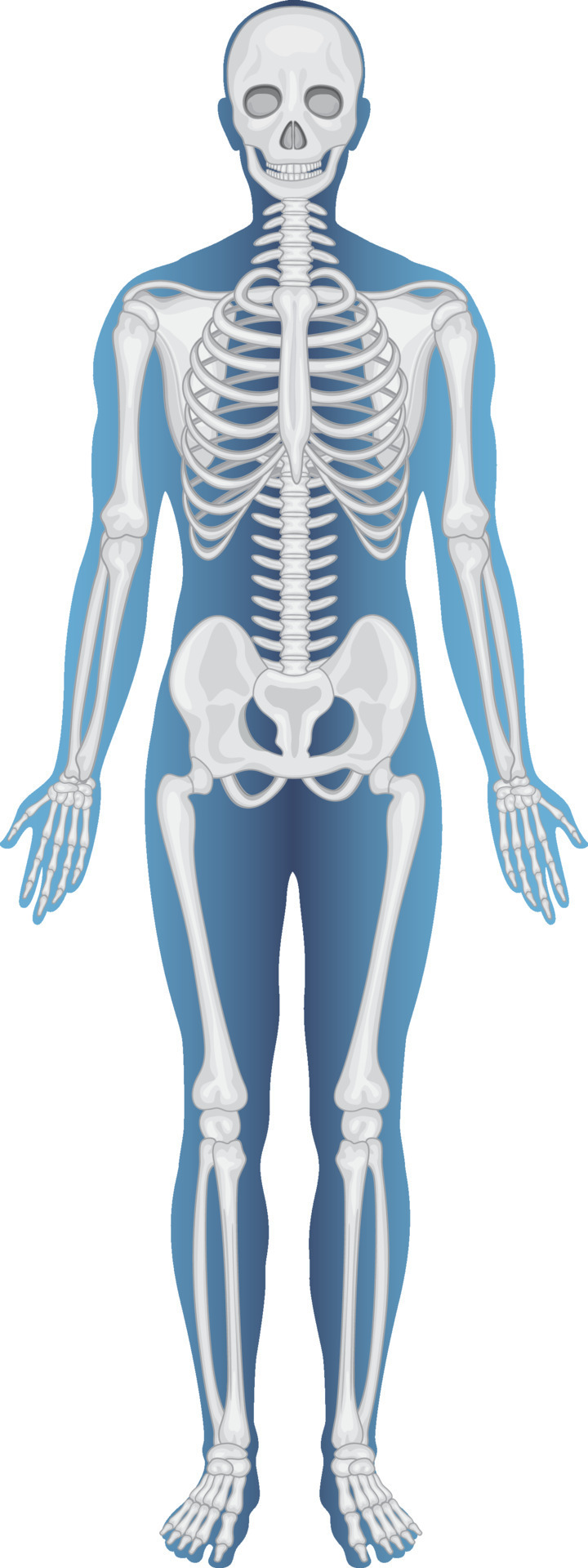 Human Body Skeleton Vector Art, Icons, and Graphics for Free Download